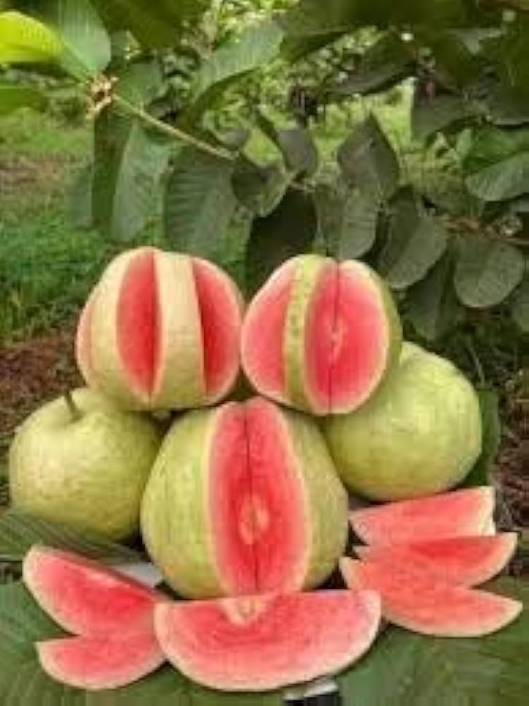 Plant 2